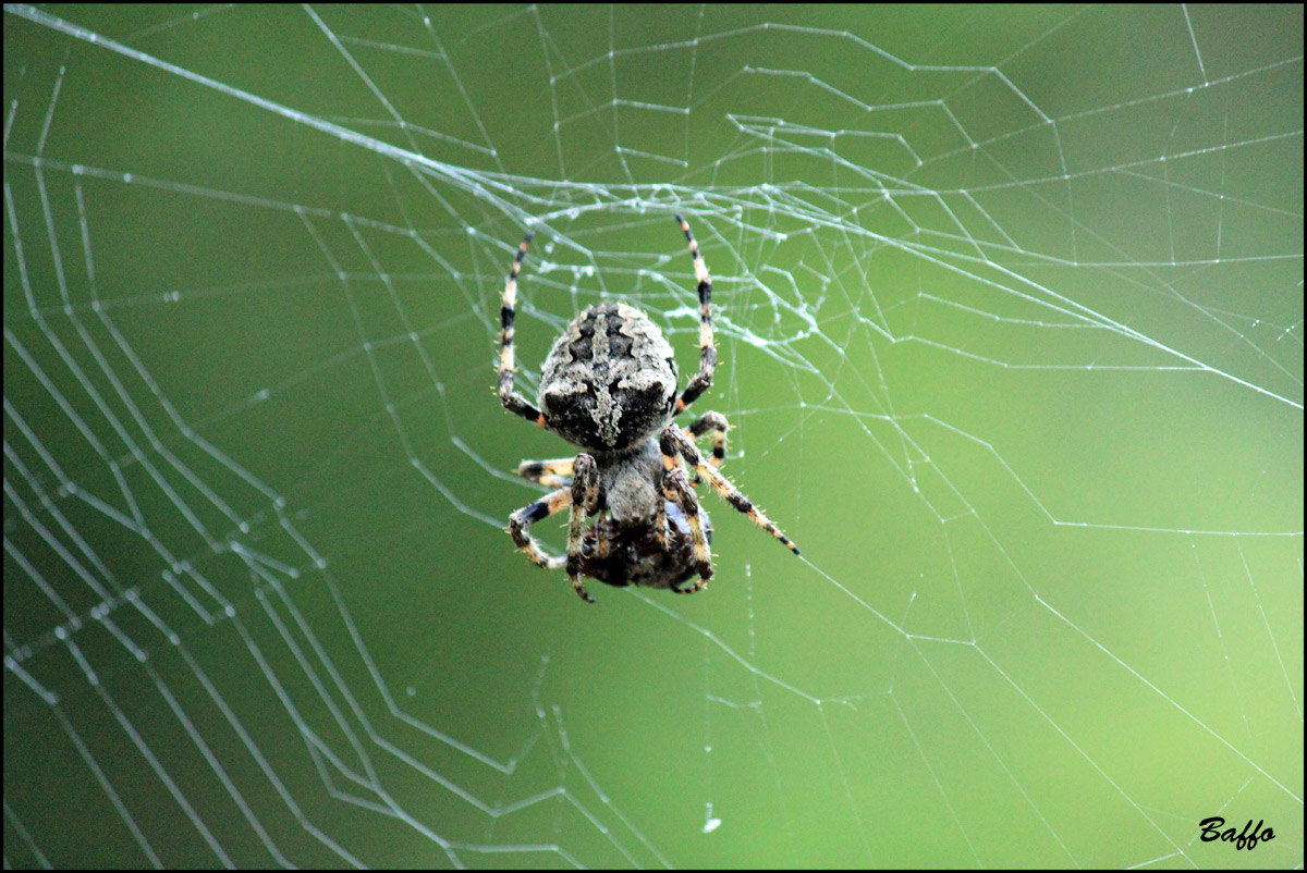 Araneus cf. circe - Isola di Cherso (Croazia)